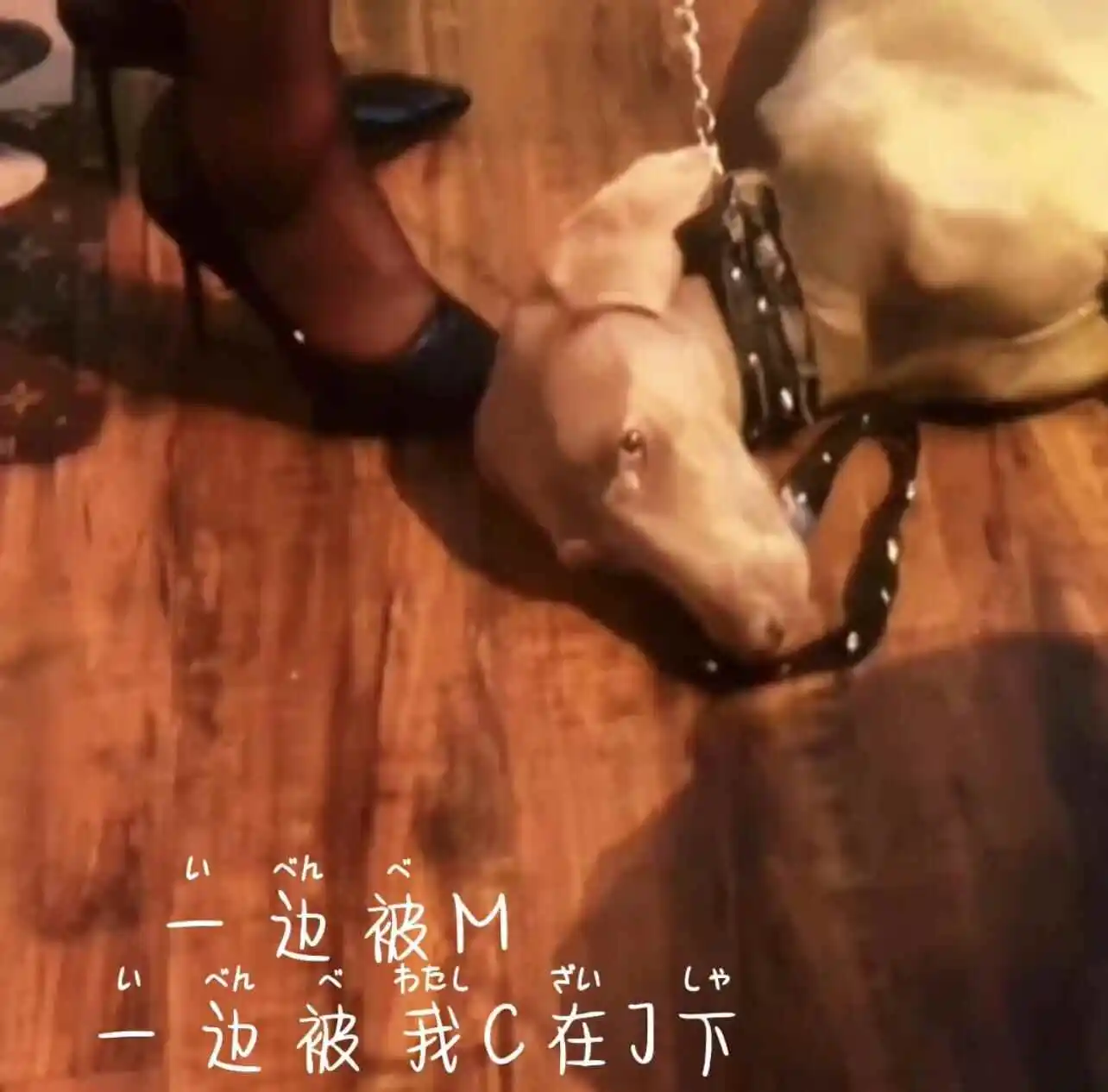 西檬之家圣水恋足癖是什么?你的字母圈属性是什么? 一